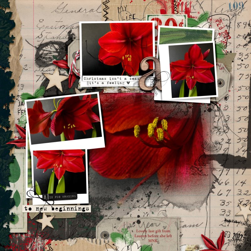 Amaryllis
