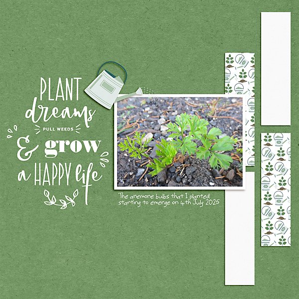 Anemone plants
