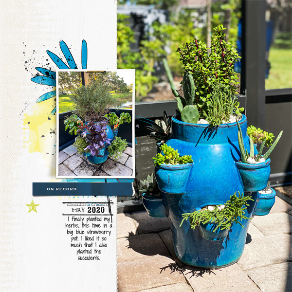 Anniversary Gift Plants