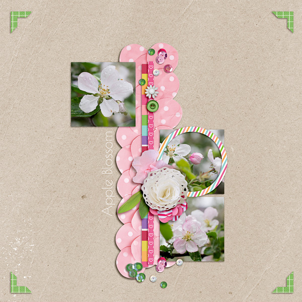 Apple Blossom