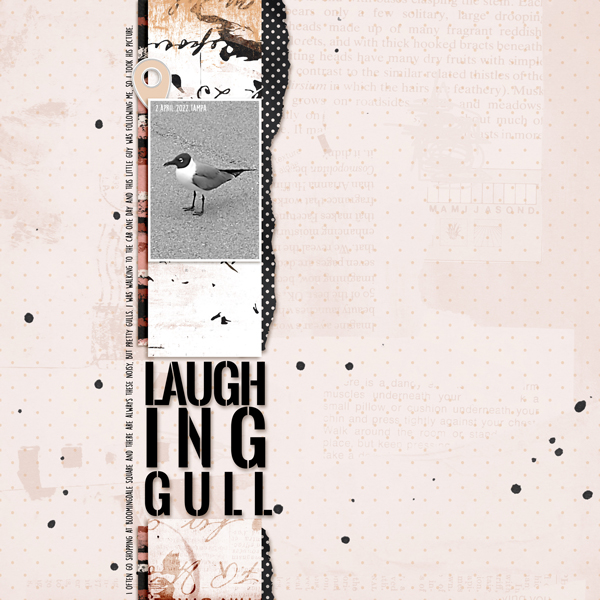 Apr22_Random_Laughing Gull