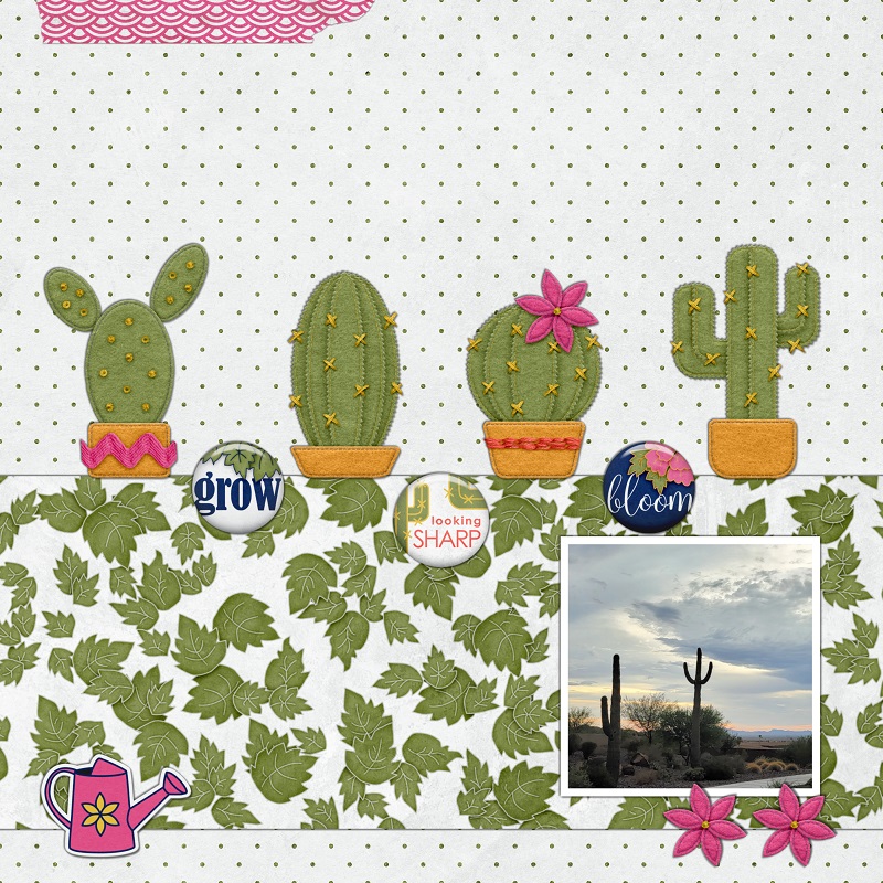 Arizona Cacti