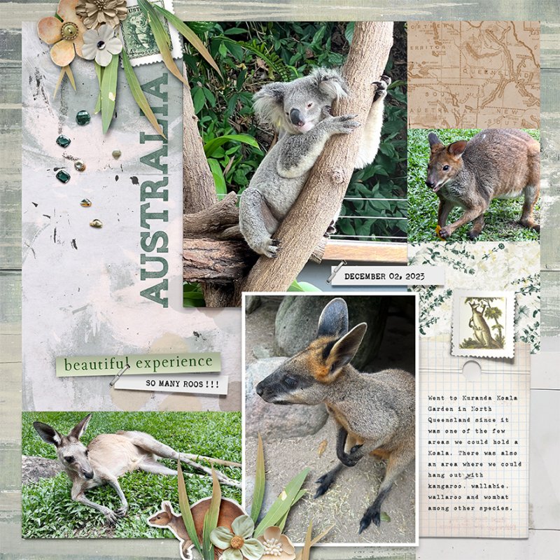 Aussie,Koala.Roos
