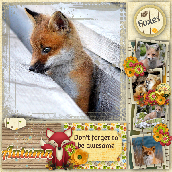 Autumn Foxes