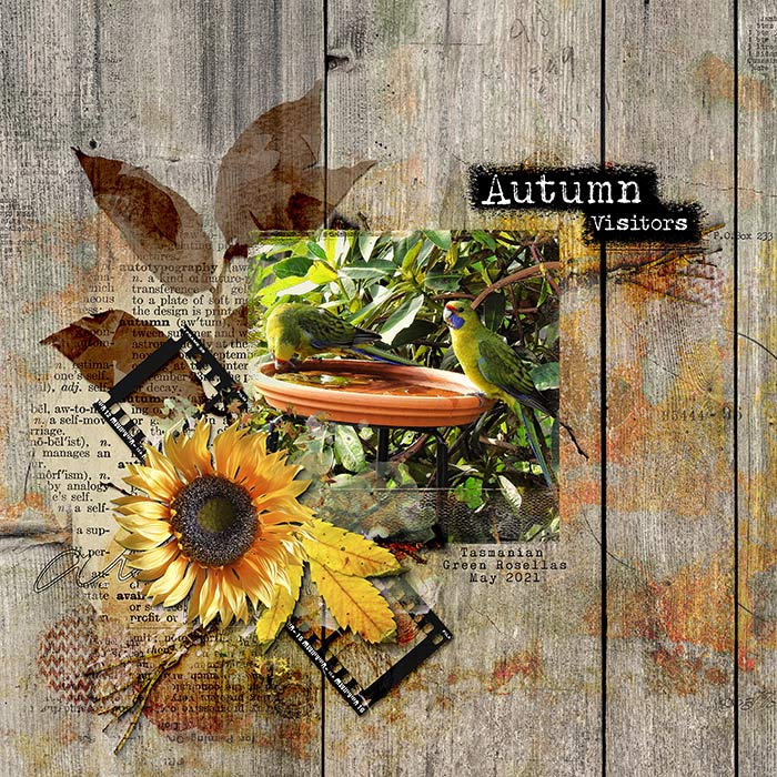 AUTUMN VISITORS