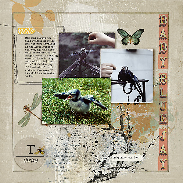 Baby Blue Jay