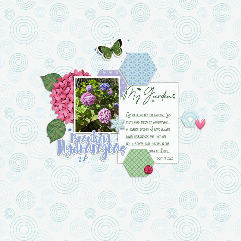 Beautiful-Hydrangeas