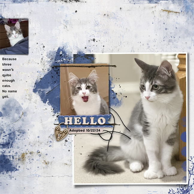 Because 3 Cats Is Not Enough