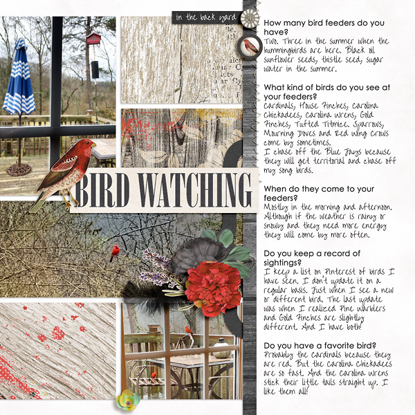 Bird Watching