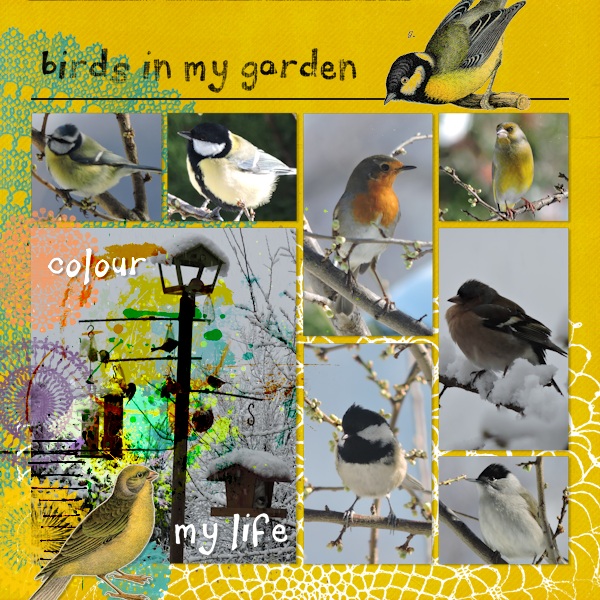 birds