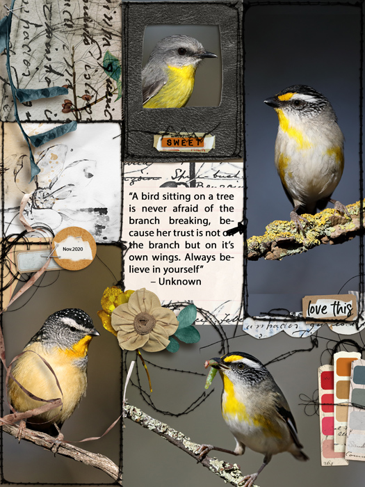 Birds