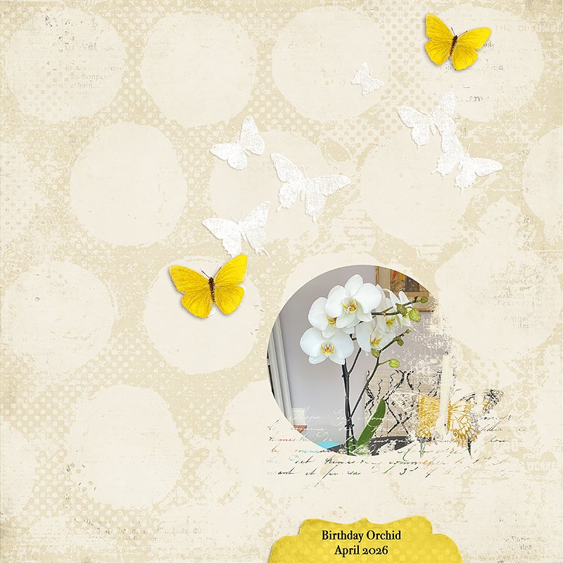 Birthday-Orchid.jpg