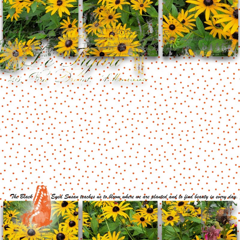 Black Eyed Susans