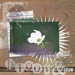 bloom and grow