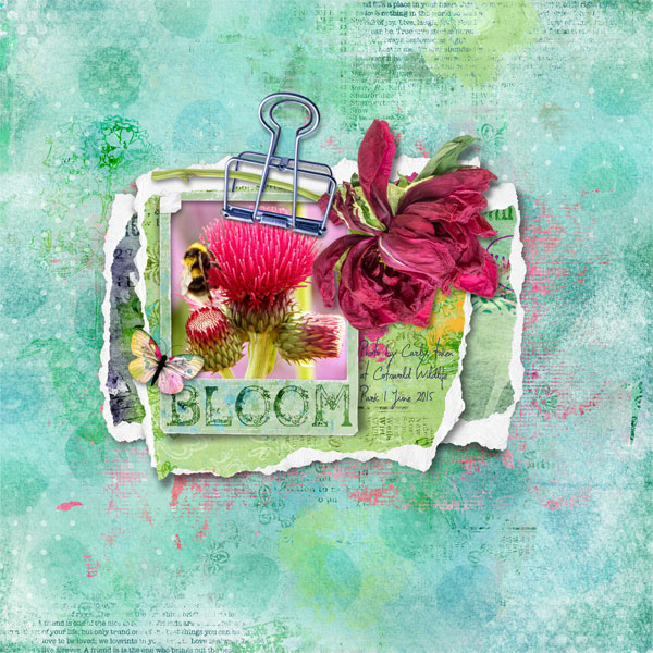 bloom