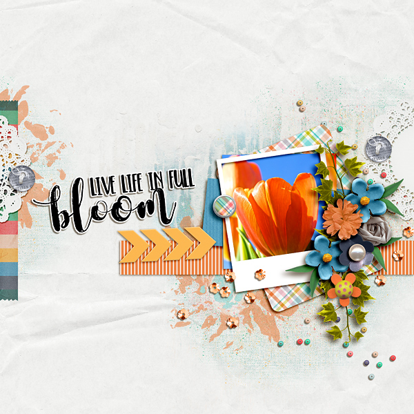 Bloom