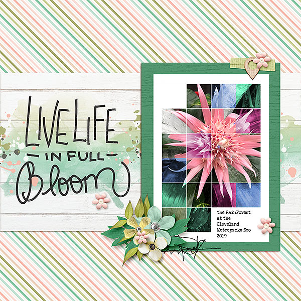 bloom