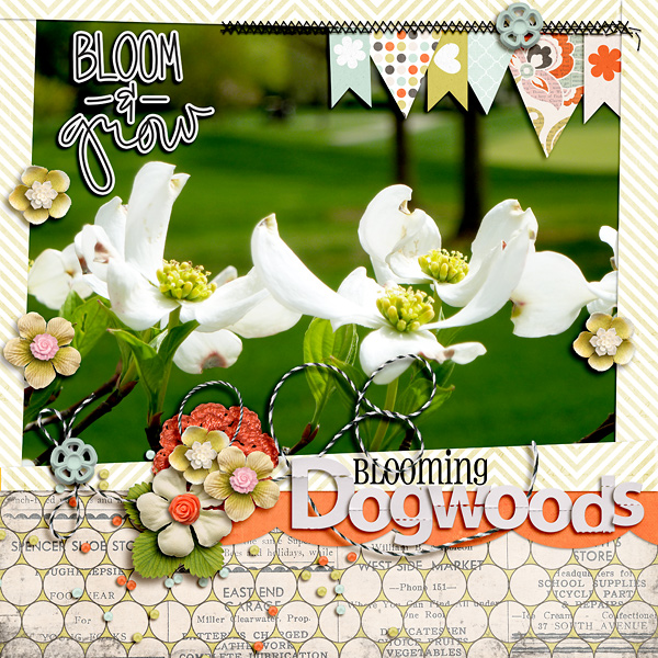 Blooming Dogwoods