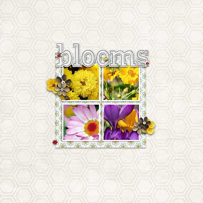 Blooms