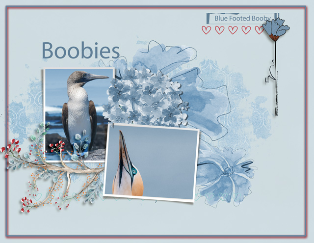 Boobies