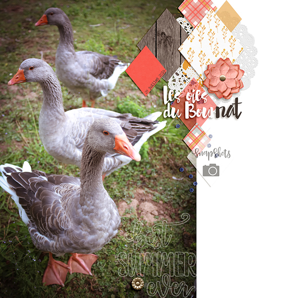 Bournat's geese