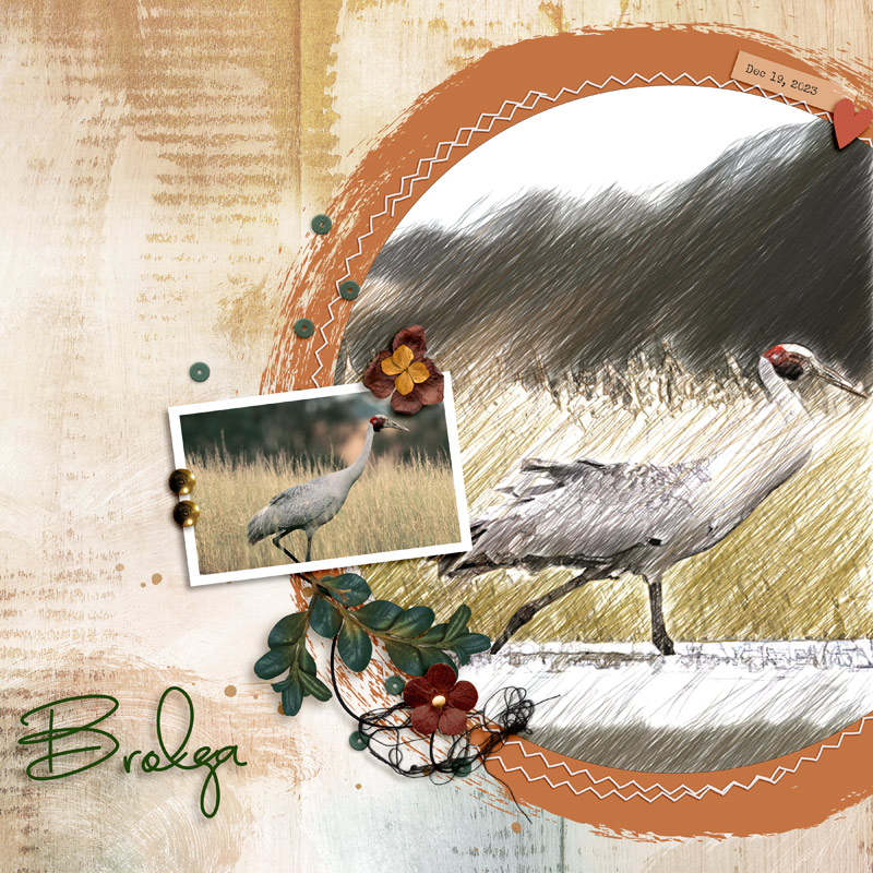 Brolga