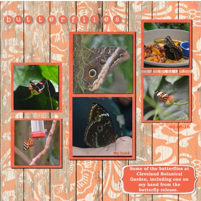 Butterflies