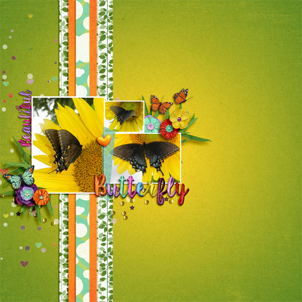 Butterfly