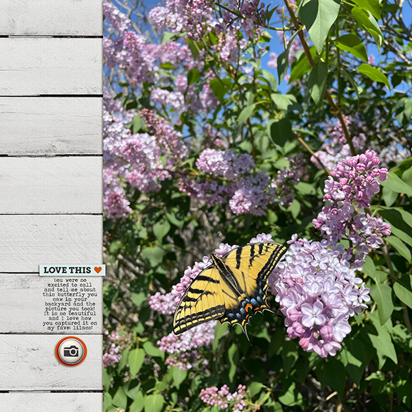 Butterfly
