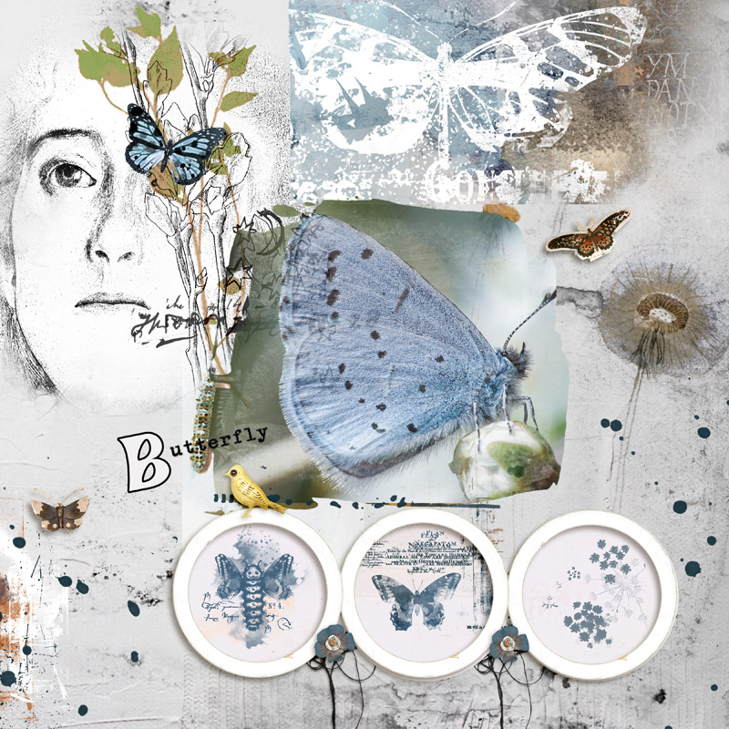 Butterfly