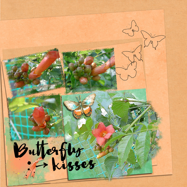 Buttflybush2