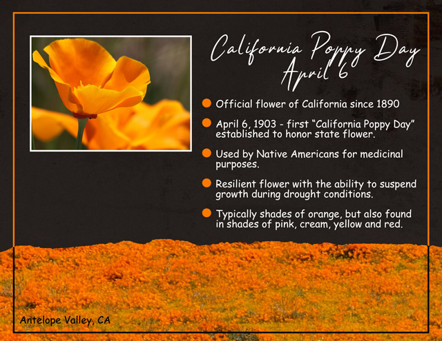 California-Poppy-Day