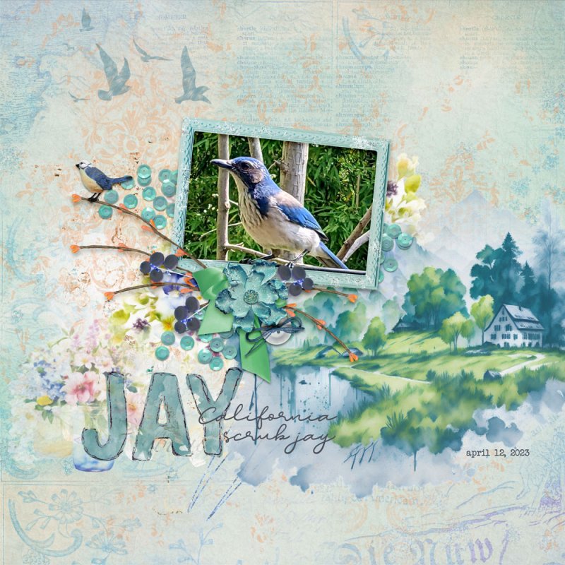California-scrub-jay