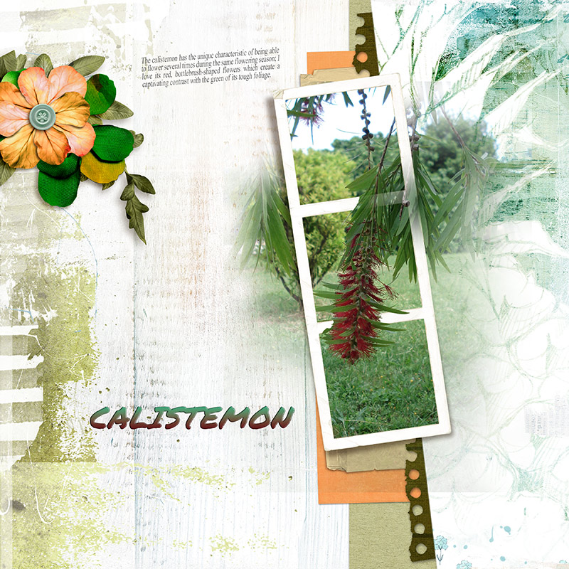 Calistemon