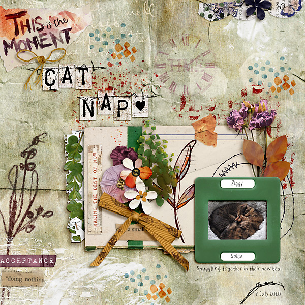 Cat Nap