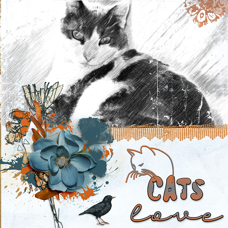 Cats love
