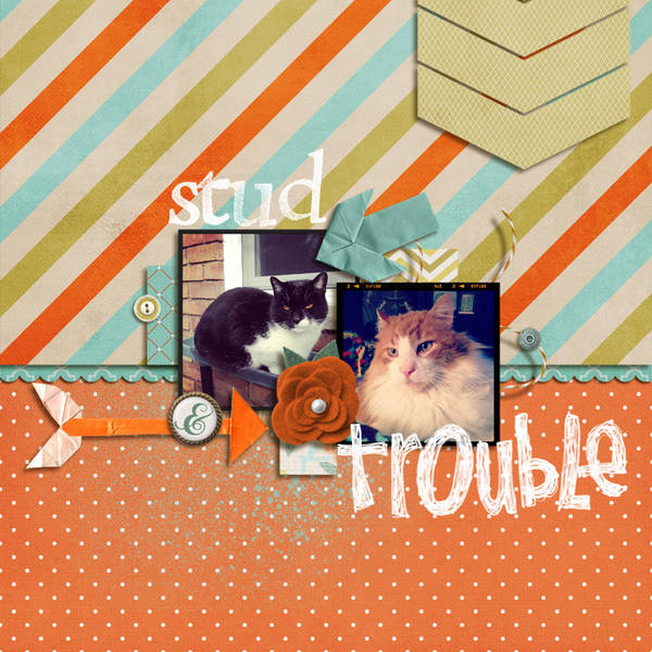 cats