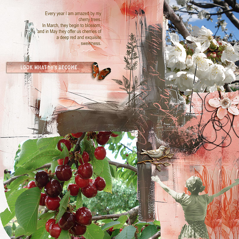 Cherry trees