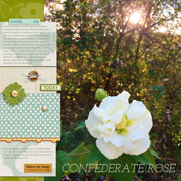 Confederate Rose