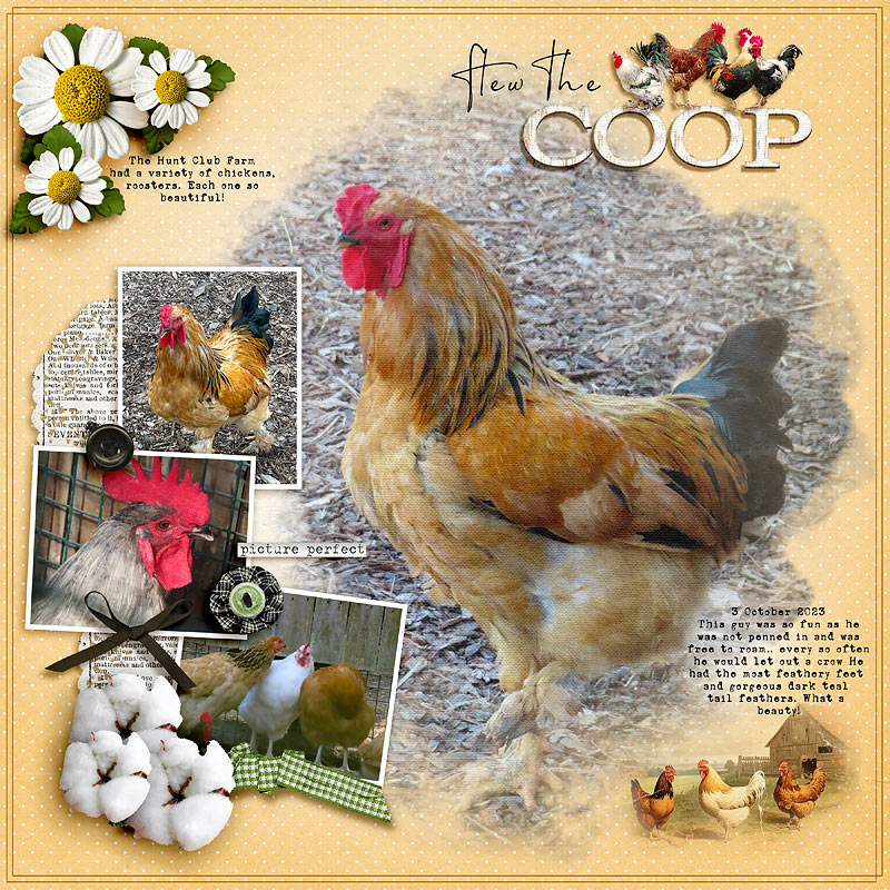 Coop