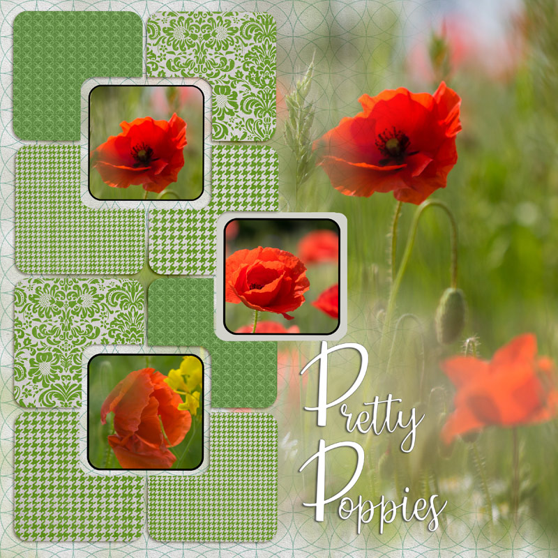 Coquelicots