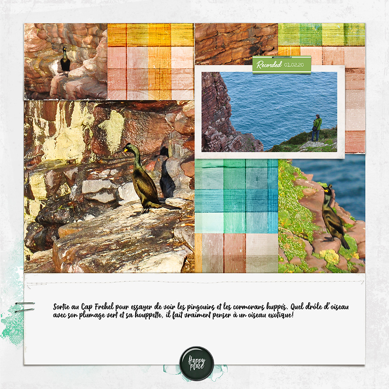 Cormorans Et Guillemots Fev20 Copie