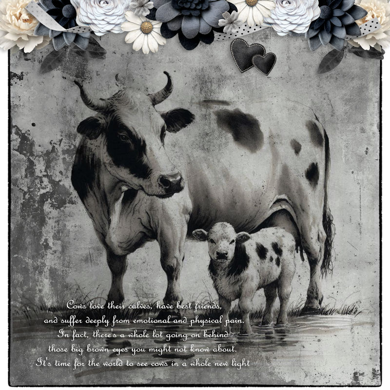 Cows.jpg Klein