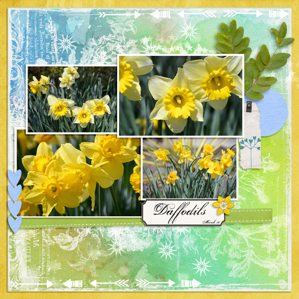Daffodils