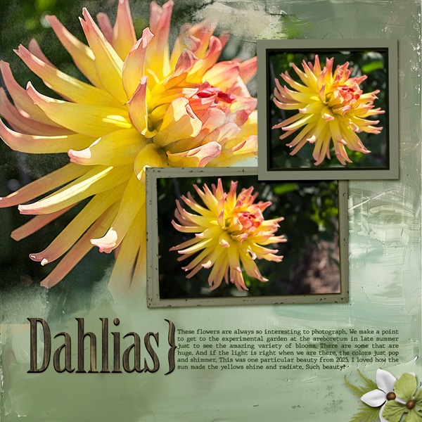 Dahlias25.jpg