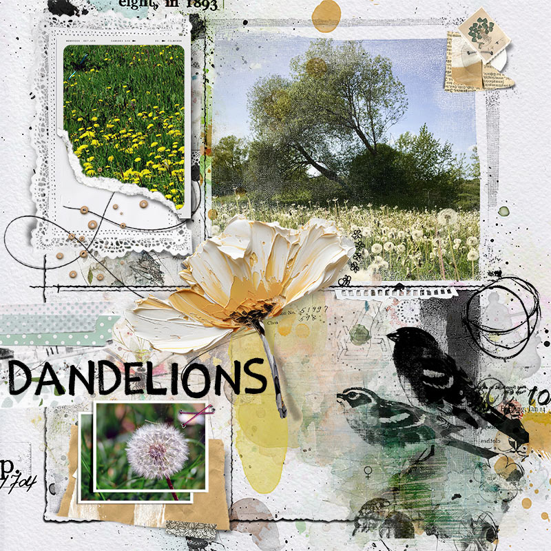 dandelions