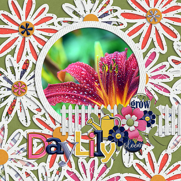 daylily