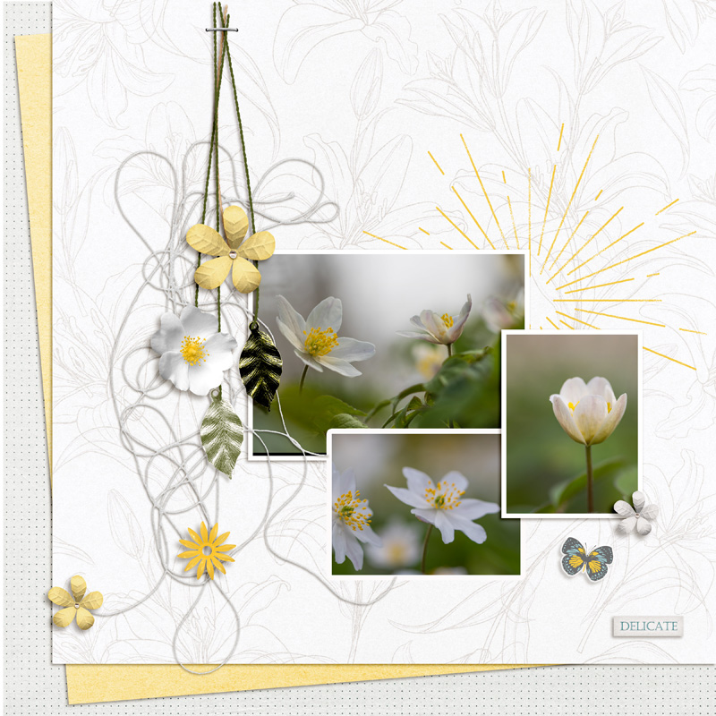 Delicate