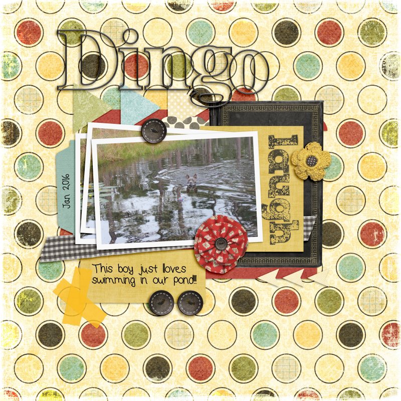 Dingo
