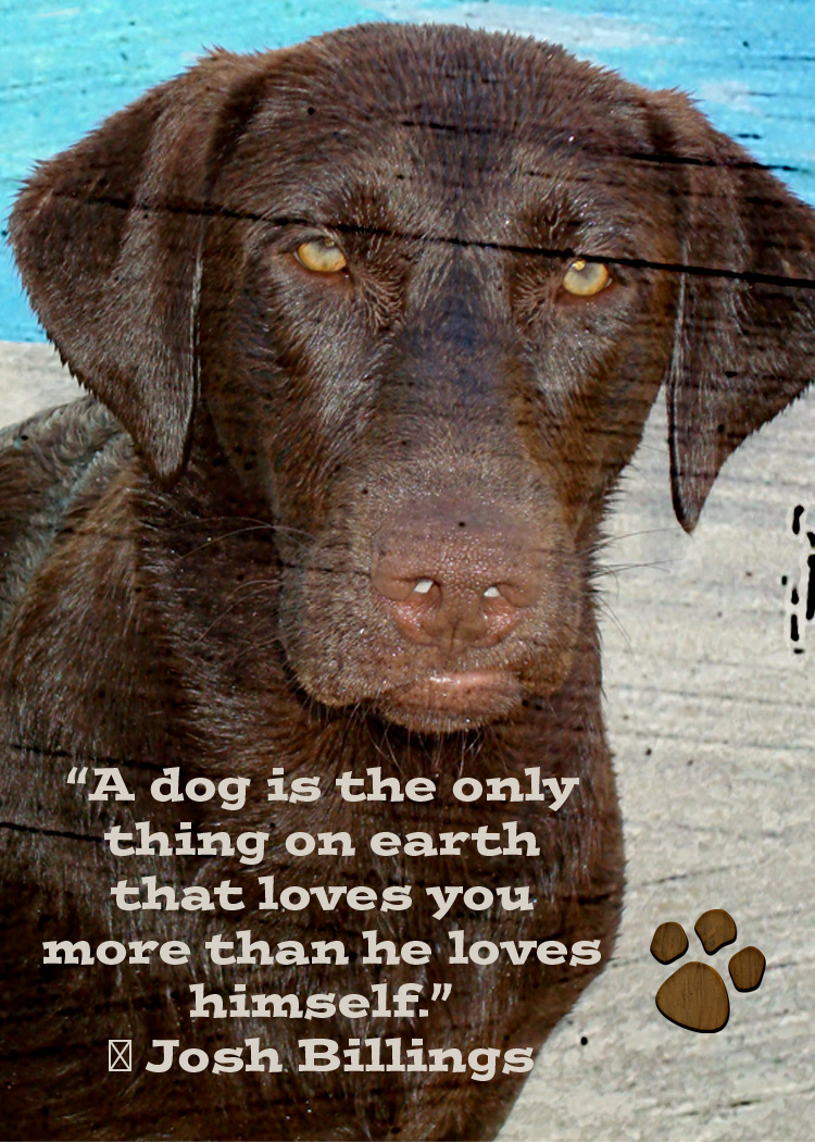 Dog_edited-1